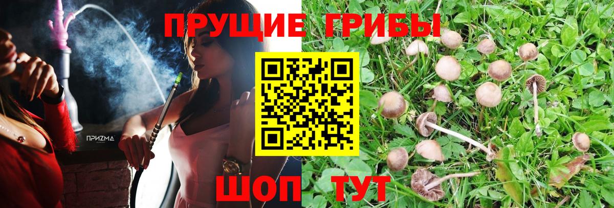 Псилоцибиновые грибы Cubensis Тобольск